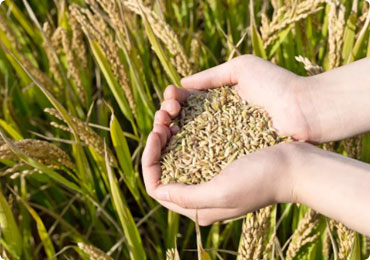 農(nóng)業(yè)應(yīng)用