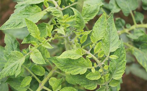 殼寡糖水劑防治植物病毒病應用技術