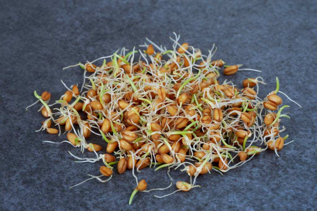 殼寡糖對小麥種子萌發和幼苗生長的影響