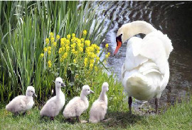 殼寡糖的動(dòng)物營(yíng)養(yǎng)功能研究進(jìn)展