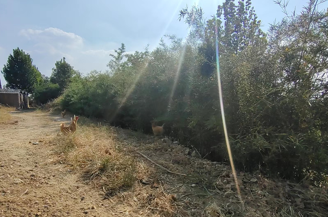 飼料中添加殼寡糖對動物機體的影響